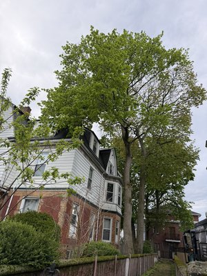 Tree removal - Two trees completely removed and cleared away. Tree removal - Two trees completely removed and cleared away.