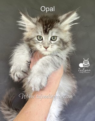 Opal Maine Coon $3,000 - About Opal - Available 3000.00
- Female - Mother Lady Love born February 27th
- Black Silver Ticked From my Gold lines- Pink
All kittens require a $500.00 deposit. The preferred payment options are Zelle and Cash App.
Delivery Options:
Contact me for delivery references.
All kittens will receive the following:
Deworm with Safeguard at 8 weeks of age
Vaccinated with Few-O-Vax PCT + CaliciVax at 8 and 12 weeks ( A quality vaccine that protects against feline rhinotracheitis, feline panleukopenia virus, and feline calicivirus). Protects cats against the most threatening viral infections—calicivirus, herpes virus, and the deadly feline parvovirus, panleukopenia.
A wellness check with a licensed veterinarian.
Microchipped
We use Revolution Topical for flea, heartworm, hookworms, roundworms, and ear mites Protection and prevention with all of our cats. Kittens receive Revolution at 8 & 12 weeks of age and will be protected for a full month. Please follow up with your vet to keep a supply for your new baby.
Registration:
YOU WILL RECEIVE A TICA REGISTRATION SLIP ONCE YOU SHOW PROOF OF SPAY OR NEUTER.
Kittens are ready to leave at 12 weeks.
Kittens are raised underfoot and made a part of our everyday lives to ensure a smoother transition into your home. They are never caged nor are their parents.
All kittens will come with a carrier, toy bag, small bag of current food and all medical records and registration paperwork. Opal Maine Coon $3,000 - About Opal - Available 3000.00
- Female - Mother Lady Love born February 27th
- Black Silver Ticked From my Gold lines- Pink
All kittens require a $500.00 deposit. The preferred payment options are Zelle and Cash App.
Delivery Options:
Contact me for delivery references.
All kittens will receive the following:
Deworm with Safeguard at 8 weeks of age
Vaccinated with Few-O-Vax PCT + CaliciVax at 8 and 12 weeks ( A quality vaccine that protects against feline rhinotracheitis, feline panleukopenia virus, and feline calicivirus). Protects cats against the most threatening viral infections—calicivirus, herpes virus, and the deadly feline parvovirus, panleukopenia.
A wellness check with a licensed veterinarian.
Microchipped
We use Revolution Topical for flea, heartworm, hookworms, roundworms, and ear mites Protection and prevention with all of our cats. Kittens receive Revolution at 8 & 12 weeks of age and will be protected for a full month. Please follow up with your vet to keep a supply for your new baby.
Registration:
YOU WILL RECEIVE A TICA REGISTRATION SLIP ONCE YOU SHOW PROOF OF SPAY OR NEUTER.
Kittens are ready to leave at 12 weeks.
Kittens are raised underfoot and made a part of our everyday lives to ensure a smoother transition into your home. They are never caged nor are their parents.
All kittens will come with a carrier, toy bag, small bag of current food and all medical records and registration paperwork.
