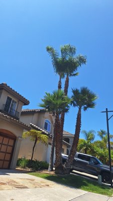 couple clean up , weedwacked and palms cleaned up, etc - This jobs has been done over the past months as what gets done and services are available to.