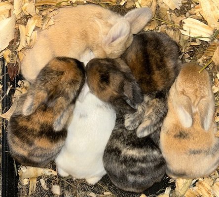 What We Offer - What We Offer:
1. Holland Lop & Mini Holland Lop Bunnies – Raised with love, known for their excellent temperaments and adorable looks.
2. Farm-Fresh Eggs – Free-range chicken and duck eggs straight from our happy, healthy flock.
3. Plants and Chicks in the Spring