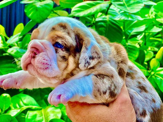 English Bulldog and French Bulldog - Text us now at 305-244-3542 to inquires about our English & French Bulldogs! English Bulldog and French Bulldog - Text us now at 305-244-3542 to inquires about our English & French Bulldogs!