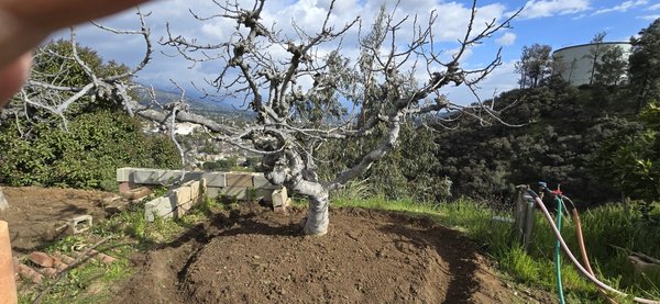 Pruning, soil management, fertilization, and treatment of fruit trees - We are done with the pruning, soil management, fertilization, and treatment of fig trees Pruning, soil management, fertilization, and treatment of fruit trees - We are done with the pruning, soil management, fertilization, and treatment of fig trees
