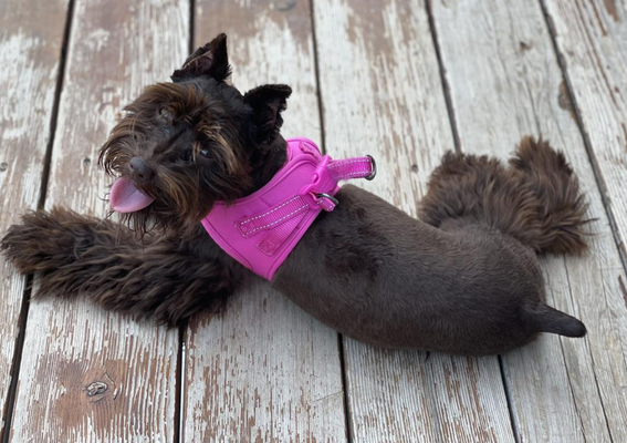 Moms and Dads - All of our breeding dogs are our family dogs, so they are in house with us. We are with them 100% of the time during pregnancy and whelping. After puppies are born, we provide ENS training from days 3 to 16. We also provide puppy desensitization to sounds, and textures. After their first vaccination, we take them outside to explore our fenced backyard. We also start on potty training and crate training before going to their new homes. Give us a call today to learn about our upcoming litters! Moms and Dads - All of our breeding dogs are our family dogs, so they are in house with us. We are with them 100% of the time during pregnancy and whelping. After puppies are born, we provide ENS training from days 3 to 16. We also provide puppy desensitization to sounds, and textures. After their first vaccination, we take them outside to explore our fenced backyard. We also start on potty training and crate training before going to their new homes. Give us a call today to learn about our upcoming litters!