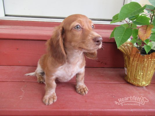 New puppies ready to go home - We have AKC Miniature Dachshunds in long, smooth and wirehair coats available.   We have something posted for everyone and to fit most budgets.