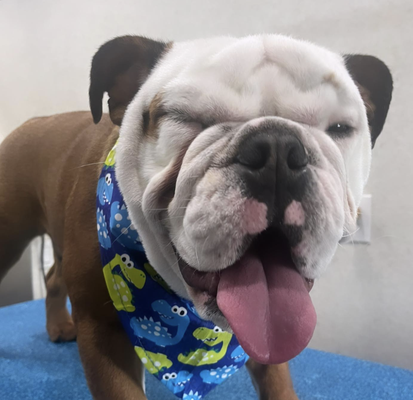 Medium Luxury Dog Groom - Your groomer will arrive within your 2 hour selected appointment time* Ex: Basset Hound, Boston Terrier, English Bulldog, Corgi, etc. Main Service: Warm bath w/ hydro surge massage bathing system. Our signature gentle De-Shedding process! Deep conditioning, Ear cleaning, Pawdicure (nail trim + file), Sanitary trim (upon request), Blueberry tear less facial (pets go crazy over!), Gland expression, Paw pads/buns tidy, Bow/tie or bandana, Finishing fragrant natural spritz.