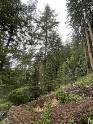 Large Fir Removal - This was the removal of an 180' Fir Tree in Monte Rio. Tree was on a steep slope. The tree had all the branches removed and the top removed. The tree was pulled up the hill with a rope and wedges were also used. The lower section of the trunk was tied off to a near by stump with cable to prevent the tree from sliding back down the hill. Large Fir Removal - This was the removal of an 180' Fir Tree in Monte Rio. Tree was on a steep slope. The tree had all the branches removed and the top removed. The tree was pulled up the hill with a rope and wedges were also used. The lower section of the trunk was tied off to a near by stump with cable to prevent the tree from sliding back down the hill.
