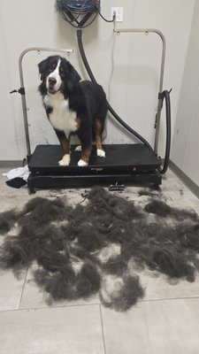 DeShedding Groom! - Time for some Spring Cleaning! Leave all that Dog hair with us! It is amazing how much dead hair we miss when we are just brushing our pets! DeShedding Groom! - Time for some Spring Cleaning! Leave all that Dog hair with us! It is amazing how much dead hair we miss when we are just brushing our pets!