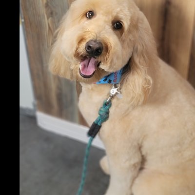 luxurious bath and haircut! - These pups came in matted, and with some love and magic, they came out beautiful and smelly great!