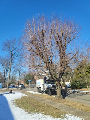 Tree Topped - Costumer wanted tree to look neater. We topped all the branches that were messy, and made the tree look as nice as possible. Costumer was satisfied and costumer satisfaction is our aim. Tree Topped - Costumer wanted tree to look neater. We topped all the branches that were messy, and made the tree look as nice as possible. Costumer was satisfied and costumer satisfaction is our aim.