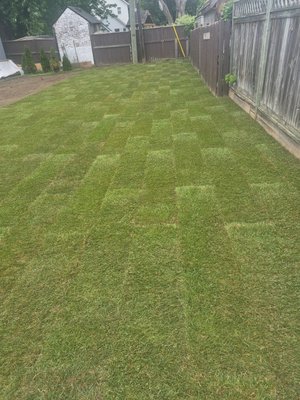 soding of back yard - laying of sod for a customer so happy its straight and level