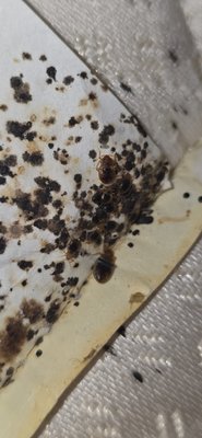 Bed Bug Infestation Eliminated - At Prestige Pest Solutions, we specialize in discreet and effective bed bug eradication to protect your home and health. We got a distress call from a Rochester resident plagued by a severe bed bug infestation – itchy bites at night, dark fecal spots on sheets, and live bugs hiding in mattress seams, turning their bedroom into a nightmare zone.
Our professional team delivered a multi-step bed bug control solution:
1. Thorough Inspection and Vacuuming: We meticulously inspected furniture, bedding, and cracks, then vacuumed up live bugs, nymphs, and eggs to reduce the population immediately.
2. Targeted Treatment and Prevention: Using safe, heat-based or chemical treatments (as needed), we eliminated remaining pests, followed by sealing entry points and recommending encasements to prevent reoccurrence.
The payoff? A completely bed bug-free home in record time, with our client sleeping soundly and praising our thorough, non-disruptive approach. No more bites or worries!
Don't let bed bugs rob you of rest – contact Prestige Pest Solutions for expert, confidential service in the Rochester area. Schedule your free inspection today! Bed Bug Infestation Eliminated - At Prestige Pest Solutions, we specialize in discreet and effective bed bug eradication to protect your home and health. We got a distress call from a Rochester resident plagued by a severe bed bug infestation – itchy bites at night, dark fecal spots on sheets, and live bugs hiding in mattress seams, turning their bedroom into a nightmare zone.
Our professional team delivered a multi-step bed bug control solution:
1. Thorough Inspection and Vacuuming: We meticulously inspected furniture, bedding, and cracks, then vacuumed up live bugs, nymphs, and eggs to reduce the population immediately.
2. Targeted Treatment and Prevention: Using safe, heat-based or chemical treatments (as needed), we eliminated remaining pests, followed by sealing entry points and recommending encasements to prevent reoccurrence.
The payoff? A completely bed bug-free home in record time, with our client sleeping soundly and praising our thorough, non-disruptive approach. No more bites or worries!
Don't let bed bugs rob you of rest – contact Prestige Pest Solutions for expert, confidential service in the Rochester area. Schedule your free inspection today!