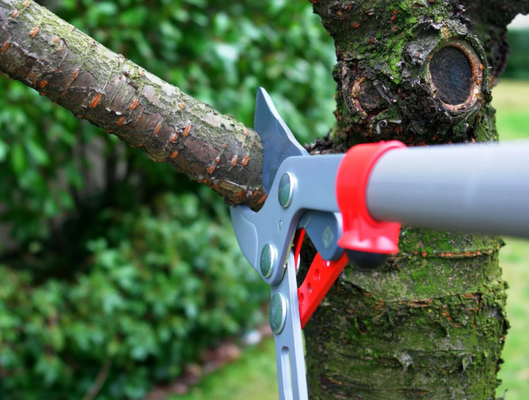 Tree Services - Ensure the health and beauty of your trees with our expert tree services. From pruning to disease management, we keep your trees thriving all year round.
At Design Yard Services, we understand the importance of well-maintained trees on your Houston property. As one of the most prominent features of your landscape, trees require professional care and attention to remain healthy and vibrant. That's where our team of expert arborists comes in. Tree Services - Ensure the health and beauty of your trees with our expert tree services. From pruning to disease management, we keep your trees thriving all year round.
At Design Yard Services, we understand the importance of well-maintained trees on your Houston property. As one of the most prominent features of your landscape, trees require professional care and attention to remain healthy and vibrant. That's where our team of expert arborists comes in.