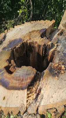 Hollow trees - Don't wait too long. Remove hazardous tree from your property