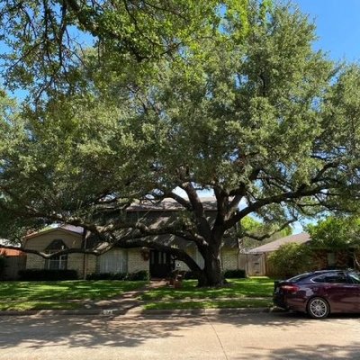 Tree Trimming & Pruning - ✨ Trimmed to Perfection. Loved by Carrollton. 🌳 Healthy trees = happy yards. Let Tree Hag Tree Service work their magic. 📍 Carrollton, TX 75007 | 📞 (214) 676-4540 ✅ Expert trimming & pruning ✅ Fast, friendly service Tree Trimming & Pruning - ✨ Trimmed to Perfection. Loved by Carrollton. 🌳 Healthy trees = happy yards. Let Tree Hag Tree Service work their magic. 📍 Carrollton, TX 75007 | 📞 (214) 676-4540 ✅ Expert trimming & pruning ✅ Fast, friendly service