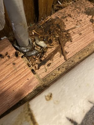 German Cockroaches in Kitchen - Cockroaches are insects of the order Blattodea, which also includes termites. About 30 out of the 4,600 cockroaches are associated with human habitat. Like rats, Roaches also carry many diseases. The German roach occurs widely in human buildings, you'll mostly find them in your kitchen. They are also particularly associated with restaurants, food processing facilities, hotels, and nursing homes. The German roach reproduces FASTER than any residential roach. cockroaches feed on human and pet food. Some species of cockroaches can live up to a month without food so just because no cockroaches are visible does not mean they are not there, approximately 20-48% of homes with no visible cockroaches have detectable cockroaches’ allergens in dust. German Cockroaches in Kitchen - Cockroaches are insects of the order Blattodea, which also includes termites. About 30 out of the 4,600 cockroaches are associated with human habitat. Like rats, Roaches also carry many diseases. The German roach occurs widely in human buildings, you'll mostly find them in your kitchen. They are also particularly associated with restaurants, food processing facilities, hotels, and nursing homes. The German roach reproduces FASTER than any residential roach. cockroaches feed on human and pet food. Some species of cockroaches can live up to a month without food so just because no cockroaches are visible does not mean they are not there, approximately 20-48% of homes with no visible cockroaches have detectable cockroaches’ allergens in dust.