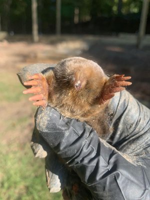 Mole Trapping - Mole Control - Our approach to controlling a mole situation usually involves Two (2) methods; Trapping & Baiting. The first step is active trapping in their tunnels using traps designed to kill them humanely. Simultaneously, we strategically place mole bait underground to attract the moles and once they eat the bait they die. Either way, the problem is resolved. We charge a flat-rate fee for our mole control services and we have found this to be the most we can do as humans to have the upper hand in controlling the mole population in our yard. Mole Trapping - Mole Control - Our approach to controlling a mole situation usually involves Two (2) methods; Trapping & Baiting. The first step is active trapping in their tunnels using traps designed to kill them humanely. Simultaneously, we strategically place mole bait underground to attract the moles and once they eat the bait they die. Either way, the problem is resolved. We charge a flat-rate fee for our mole control services and we have found this to be the most we can do as humans to have the upper hand in controlling the mole population in our yard.
