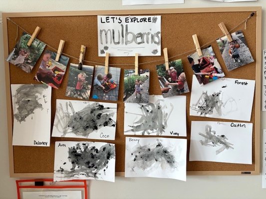 Mulberries - Learning Through Curiosity, Creativity and Connection - The Larks embarked on a meaningful project sparked by their own wonder—making paint from mulberries picked right in our neighborhood! 🍇✨
They spent time gathering berries, exploring their textures and colors, crushing them into vibrant paint, and finally, expressing themselves through art. Throughout the process, children shared ideas, made observations, asked questions, and worked together—embracing the natural world as both inspiration and teacher. 🌿
Moments like these celebrate imagination, collaboration, and the joy of discovery. 💛 #EmergentCurriculum #ChildLedLearning #NaturalMaterials #CreativeExploration #JoyfulLearning #SongbirdLarks #ReggioEmilia Mulberries - Learning Through Curiosity, Creativity and Connection - The Larks embarked on a meaningful project sparked by their own wonder—making paint from mulberries picked right in our neighborhood! 🍇✨
They spent time gathering berries, exploring their textures and colors, crushing them into vibrant paint, and finally, expressing themselves through art. Throughout the process, children shared ideas, made observations, asked questions, and worked together—embracing the natural world as both inspiration and teacher. 🌿
Moments like these celebrate imagination, collaboration, and the joy of discovery. 💛 #EmergentCurriculum #ChildLedLearning #NaturalMaterials #CreativeExploration #JoyfulLearning #SongbirdLarks #ReggioEmilia