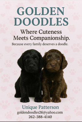 5 Golden Doodles CKC Registered - 💜🐾Goldendoodle Puppies – CKC Registered & Family Raised
💜Our beautiful Goldendoodle puppies, soon ready for their forever homes. Goldendoodles are a popular hybrid breed known for their loving nature, intelligence, and low-shedding, hypoallergenic coats—ideal for families with allergies or anyone wanting a clean, loyal companion.
Our puppies are being raised in a nurturing home environment, not a kennel. From the beginning, they receive daily affection, socialization, and exposure to everyday sounds. This early interaction helps each puppy develop into a confident and well-adjusted companion.
The coats of our Goldendoodles range from soft curly to wavy textures. They are non-shedding and hypoallergenic, which makes grooming more manageable and helps reduce allergens in your home. Each puppy will be up-to-date on vaccinations, dewormed, and vet-checked before going to their new homes. We care deeply about the health and happiness of our pups and aim to place them with families who share our commitment to love and care.
📦Each pup will have a care package that has over 20 items ( Pea pads, treats, toys.a new cage, dog food, Puppy shampoo, dog bowls, dog food mat, leash and harness, Doggy toothbrush & toothpaste, A cover from mother, alongside a welcome binder kit, that explains everything about goldendoodles and poodles. You will also receive a complementary 30 day (FREE) insurance through the CKC registry, In addition, our puppies will begin early potty training. By the time they’re ready to go home, they will be familiar with basic training routines, which can help ease the transition into your household.
At this time, we only have male Goldendoodles available and they are absolutely gorgeous, healthy, well socialize, and full of sweet playful energy
🐶Pup1 fluffy weighing 4.25 KG
🐶Pup2 Ash Weighing 4.1 KG
🐶Pup3 Coco Weighing 4.8 KG
🐶Pup4 Butterball weighing 3.6 KG
🐶Pup5 Oreo weighing 4.3 KG
🐾Puppies birthday, April 29 2025
🐾Puppies will be ready to go to their furever home July 1, 2025
💨Goldendoodles are quick learners, making them highly trainable. Whether you’re looking for a jogging partner, a loyal companion, or a gentle therapy dog, a Goldendoodle will likely exceed your expectations. Their patience with children and compatibility with other pets make them a perfect fit for homes with young families, seniors, or anyone looking for a devoted companion.
📝If you are serious about welcoming a Goldendoodle into your life, we’d love to hear from you. We are happy to share more photos, answer your questions, and help you decide if one of our puppies is the right match for your home 5 Golden Doodles CKC Registered - 💜🐾Goldendoodle Puppies – CKC Registered & Family Raised
💜Our beautiful Goldendoodle puppies, soon ready for their forever homes. Goldendoodles are a popular hybrid breed known for their loving nature, intelligence, and low-shedding, hypoallergenic coats—ideal for families with allergies or anyone wanting a clean, loyal companion.
Our puppies are being raised in a nurturing home environment, not a kennel. From the beginning, they receive daily affection, socialization, and exposure to everyday sounds. This early interaction helps each puppy develop into a confident and well-adjusted companion.
The coats of our Goldendoodles range from soft curly to wavy textures. They are non-shedding and hypoallergenic, which makes grooming more manageable and helps reduce allergens in your home. Each puppy will be up-to-date on vaccinations, dewormed, and vet-checked before going to their new homes. We care deeply about the health and happiness of our pups and aim to place them with families who share our commitment to love and care.
📦Each pup will have a care package that has over 20 items ( Pea pads, treats, toys.a new cage, dog food, Puppy shampoo, dog bowls, dog food mat, leash and harness, Doggy toothbrush & toothpaste, A cover from mother, alongside a welcome binder kit, that explains everything about goldendoodles and poodles. You will also receive a complementary 30 day (FREE) insurance through the CKC registry, In addition, our puppies will begin early potty training. By the time they’re ready to go home, they will be familiar with basic training routines, which can help ease the transition into your household.
At this time, we only have male Goldendoodles available and they are absolutely gorgeous, healthy, well socialize, and full of sweet playful energy
🐶Pup1 fluffy weighing 4.25 KG
🐶Pup2 Ash Weighing 4.1 KG
🐶Pup3 Coco Weighing 4.8 KG
🐶Pup4 Butterball weighing 3.6 KG
🐶Pup5 Oreo weighing 4.3 KG
🐾Puppies birthday, April 29 2025
🐾Puppies will be ready to go to their furever home July 1, 2025
💨Goldendoodles are quick learners, making them highly trainable. Whether you’re looking for a jogging partner, a loyal companion, or a gentle therapy dog, a Goldendoodle will likely exceed your expectations. Their patience with children and compatibility with other pets make them a perfect fit for homes with young families, seniors, or anyone looking for a devoted companion.
📝If you are serious about welcoming a Goldendoodle into your life, we’d love to hear from you. We are happy to share more photos, answer your questions, and help you decide if one of our puppies is the right match for your home
