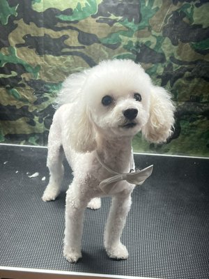 At Palmdale Dog Wash Your dog not only look good but also feel good from all the love and kisses during the process! - You won’t go anywhere else. We treat your dogs like family! At Palmdale Dog Wash Your dog not only look good but also feel good from all the love and kisses during the process! - You won’t go anywhere else. We treat your dogs like family!