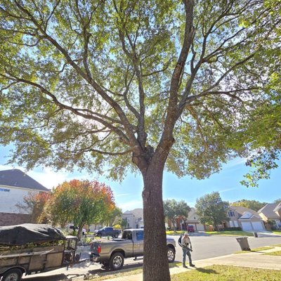 Large tree trimmed - Beautiful tree trimmed for maximum health! Large tree trimmed - Beautiful tree trimmed for maximum health!