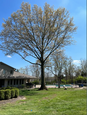 5% for New Customers! - With a decade of experience, our team offers professional tree trimming, removal, and emergency services. Fully insured, affordable, and trusted by local homeowners. Call us today for a free estimate! 5% for New Customers! - With a decade of experience, our team offers professional tree trimming, removal, and emergency services. Fully insured, affordable, and trusted by local homeowners. Call us today for a free estimate!
