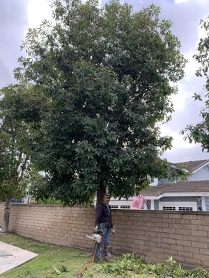 Tree trimming - Tree trimming before and after. Tree trimming - Tree trimming before and after.