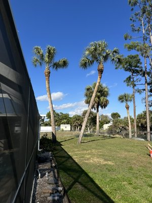 Palm Tree Trim - Client needed palms trimmed, we got straight to it.
Now we have a happy client with a beautiful back yard. Palm Tree Trim - Client needed palms trimmed, we got straight to it.
Now we have a happy client with a beautiful back yard.