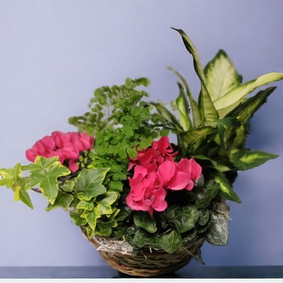 Plants - Discover the charm of our beautiful dish gardens! Perfectly arranged with a variety of lush plants, our selections bring an elegant touch of greenery to any space. Ideal for gifting or personal enjoyment, these creations combine nature and artistry in a single stunning display.