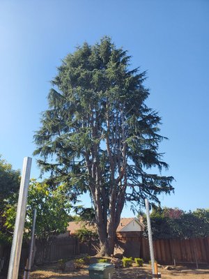 Tree reduction 360 degrees. - Customer request the service to reduce the size of the tree. Our crew reduced 6 ft all around the tree to minimize debris.