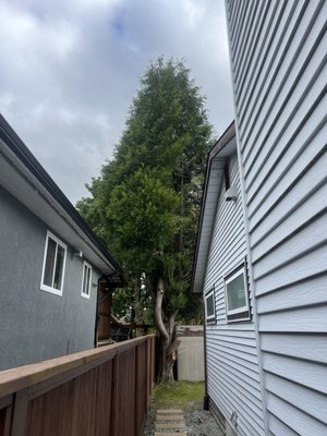 Expert Tree Removal & Stump Grinding - We recently removed a large, tree close to a client's fence with precision and care. Our skilled climber and team dismantled the tree piece by piece, ensuring no damage to the fence.

Not stopping there, we also performed thorough stump grinding, leaving the area clean and ready for new possibilities.

Choose Central Valley Tree Service for safe, efficient tree removal and stump grinding. Satisfaction guaranteed! 🌱💪