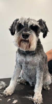 Schnauzer Groom - Schnauzer Schnauzer Groom - Schnauzer