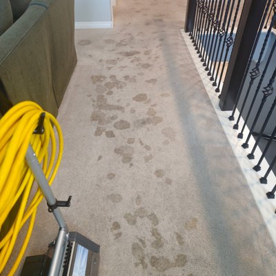 Residential Cleaning - This cleaning tackled stubborn pet and urine stains using our effective general cleaning process. The results were amazing, leaving the carpets fresh and stain-free. Our customer was thrilled with the transformation and the renewed freshness in their home. Residential Cleaning - This cleaning tackled stubborn pet and urine stains using our effective general cleaning process. The results were amazing, leaving the carpets fresh and stain-free. Our customer was thrilled with the transformation and the renewed freshness in their home.