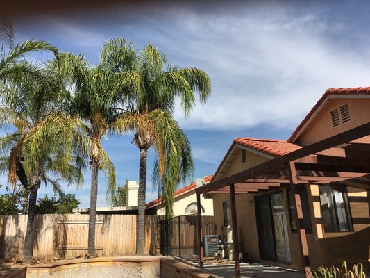 Queen palm trim and husk sun city - Queen palm trim and husk Queen palm trim and husk sun city - Queen palm trim and husk