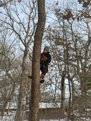 Randolph’s red oak was a different kind of job but it’s almost done. Had a few key pieces of equipment take a crap so had to lace up. - This was a beautiful huge red oak that was diseased and a shame it had to come down. But still I am ok tree hugger so she had to come down and be put out of her misery. Randolph’s red oak was a different kind of job but it’s almost done. Had a few key pieces of equipment take a crap so had to lace up. - This was a beautiful huge red oak that was diseased and a shame it had to come down. But still I am ok tree hugger so she had to come down and be put out of her misery.