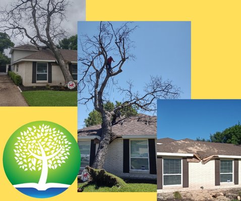 Another East Dallas Emergency Tree Removal - Another emergency tree removal done right. Another East Dallas Emergency Tree Removal - Another emergency tree removal done right.