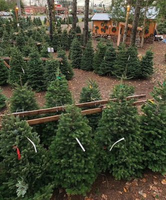 Donna's Trees - We've been a leader in the Christmas tree business over 50 years! After selecting your tree, we'll give it a fresh cut, bail it, and load it onto your car. Donna's Trees - We've been a leader in the Christmas tree business over 50 years! After selecting your tree, we'll give it a fresh cut, bail it, and load it onto your car.