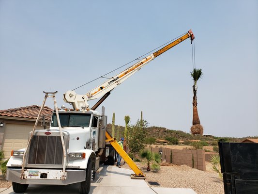 Delivered and Installed! - Customer wanted to add life to his front yard and what better way to do so than adding PALM TREES!? All were hand selected by customer and cleaned/shaven by us TC Palms. Planting was safely done and palms continue to strive today! Don't wait spring is right around the corner! Schedule a day to come in and pick your palms! Delivered and Installed! - Customer wanted to add life to his front yard and what better way to do so than adding PALM TREES!? All were hand selected by customer and cleaned/shaven by us TC Palms. Planting was safely done and palms continue to strive today! Don't wait spring is right around the corner! Schedule a day to come in and pick your palms!