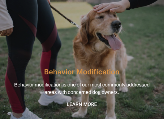 Board & Train: Behavior Modification - Behavior modification is one of our most commonly addressed areas with concerned dog owners.
Certain behaviors can cause strife in the human-canine relationship and make for a difficult home environment and living situation. Does your dog struggle with any of the following? If so, the Behavior Modification Board and Train programs are likely a good fit for you!