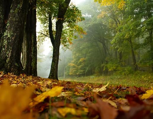 We have over 20 Years of Experience - With over 20 years of experience, Eden Tree Services has proudly served homeowners and businesses with expert tree care rooted in professionalism, safety, and reliability. Whether it’s a small yard or a large estate, we deliver high-quality work, fast response times, and honest, competitive pricing.

​

Our team is made up of skilled, certified professionals who take pride in their craft. We follow the highest industry standards to ensure your trees remain healthy, your property stays safe, and your satisfaction comes first. When you choose Eden, you're choosing trusted care for your trees—and peace of mind for yourself.