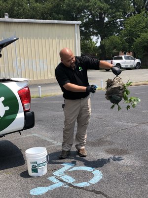 Stinging Insect Removal - Our team is trained in the safe removal of stinging insect nests. Whether you have wasps or hornets - PESTOUT can help! We will safely remove the nest from your property and follow up several days after to ensure there are no stragglers and the area is safe and clear for you and your family. Stinging Insect Removal - Our team is trained in the safe removal of stinging insect nests. Whether you have wasps or hornets - PESTOUT can help! We will safely remove the nest from your property and follow up several days after to ensure there are no stragglers and the area is safe and clear for you and your family.