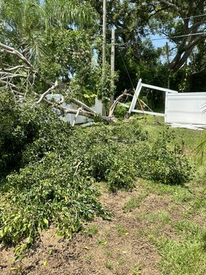 Tree removal - This customer had a large ficus tree that fell during the hurricane, and called us to come out and remove it from her fence that was damaged, and also stump grind the stump. We completed it all in one day.