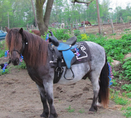 Birthday Parties - We offer a rental of our party area for pony parties. For older children and adults we can also offer trail rides with rental of our party area.
Host a fun party for a birthday or special occasion with pony rides for the kids! We will provide a safe & memorable time for all!
There is a two hour minimum on pony parties. A second pony or horse can be added for an additional fee.
Rain dates accommodated.
*Call for pricing*
**Please contact us for more information** Birthday Parties - We offer a rental of our party area for pony parties. For older children and adults we can also offer trail rides with rental of our party area.
Host a fun party for a birthday or special occasion with pony rides for the kids! We will provide a safe & memorable time for all!
There is a two hour minimum on pony parties. A second pony or horse can be added for an additional fee.
Rain dates accommodated.
*Call for pricing*
**Please contact us for more information**