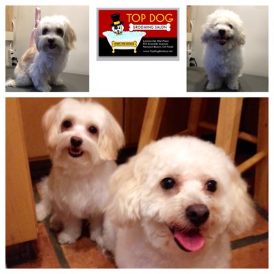Grooming & Self Wash - We offer FULL Service Grooming and SELF Dog Wash if you just want a quick clean up coming from the beach! Grooming & Self Wash - We offer FULL Service Grooming and SELF Dog Wash if you just want a quick clean up coming from the beach!
