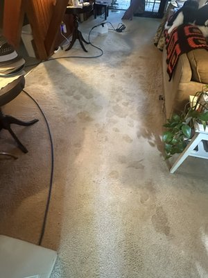 Pet treatment!! - Before & After – Pet Treatment Transformation!
This home had strong pet odors and deeply embedded stains. With our specialized pet treatment, we brought these carpets back to life—fresh, clean, and odor-free! You can see the difference: from dull and smelly to bright and refreshed with a clean, long-lasting scent. 🐾✨