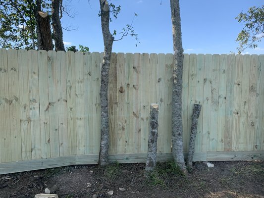 Tree Friendly Fence - Sometime you’re in need of a fence but the trees won’t cooperate. We will adjust and maximize the space you have to fit your needs