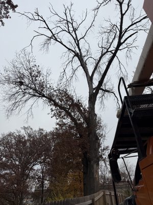 Removal of large dead tree - We safely and quickly removed a large dead tree over our customers house before it caused damage to his home. Removal of large dead tree - We safely and quickly removed a large dead tree over our customers house before it caused damage to his home.