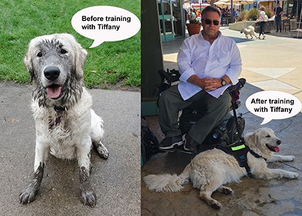 Specialty Medical Service - Have something special you want to train for? We can teach and educate you and your pup for services as public appearances, up to family protection and even beyond for Medical Alert and Medical assistance (Wheelchair bound help) (Stroke, Seizures, Autism, Circulation, Diabetes, etc.) Build a lifelong skill for your pup and education of laws and public awareness. Specialty Medical Service - Have something special you want to train for? We can teach and educate you and your pup for services as public appearances, up to family protection and even beyond for Medical Alert and Medical assistance (Wheelchair bound help) (Stroke, Seizures, Autism, Circulation, Diabetes, etc.) Build a lifelong skill for your pup and education of laws and public awareness.