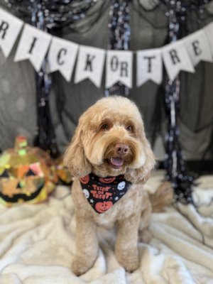Spooky Fluffy October - October Backdrop Spooky Fluffy October - October Backdrop