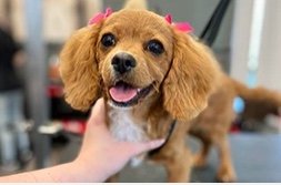 Full Service Grooming! - Wash, groom and be furry. Whether your pet needs some simple pampering or the works, our full-service salon offers baths, haircuts, skin/coat treatments and more. Some Pet Supplies Plus locations even have a nailBar for quick nail services and a self-serve pet wash that includes shampoos, conditioners, towels and high-velocity dryers. Full Service Grooming! - Wash, groom and be furry. Whether your pet needs some simple pampering or the works, our full-service salon offers baths, haircuts, skin/coat treatments and more. Some Pet Supplies Plus locations even have a nailBar for quick nail services and a self-serve pet wash that includes shampoos, conditioners, towels and high-velocity dryers.