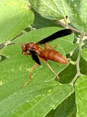 Wasps - Wasps can build nests in high-traffic areas, creating a nuisance. Their stings are painful and can trigger an allergic response in some individuals. Professional treatment removes the nest and prevents them from returning, ensuring you can enjoy your property without concern. Wasps - Wasps can build nests in high-traffic areas, creating a nuisance. Their stings are painful and can trigger an allergic response in some individuals. Professional treatment removes the nest and prevents them from returning, ensuring you can enjoy your property without concern.